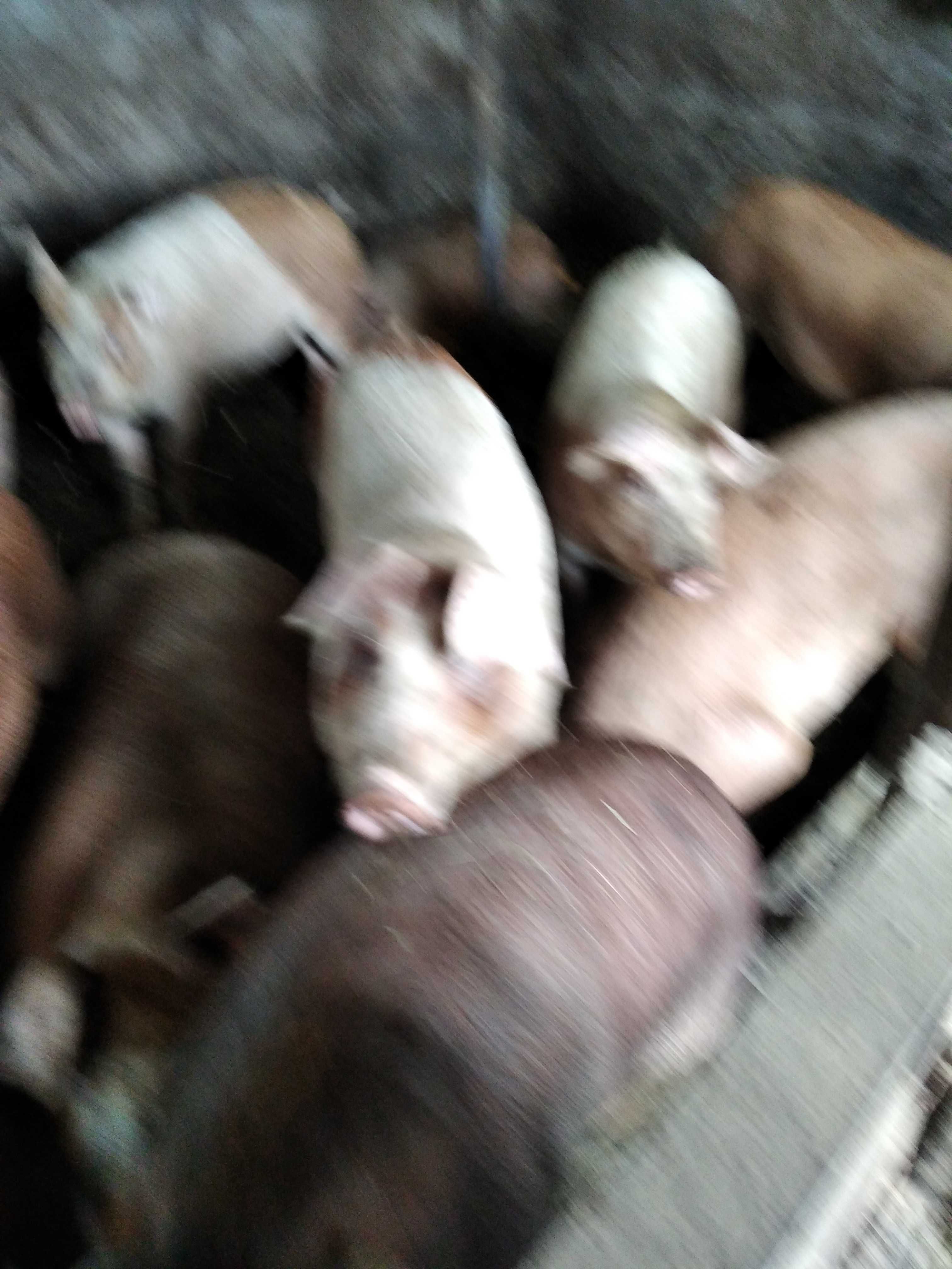 Продам свині жива вага