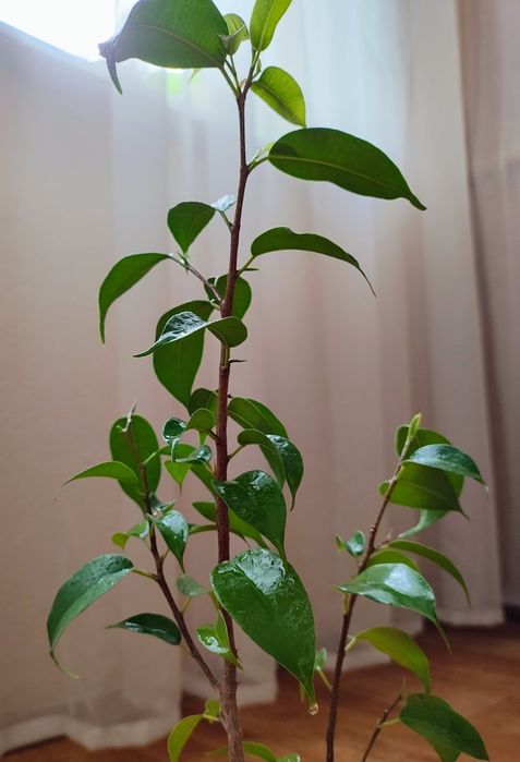 Домашній фікус бонсай наташа дерево мірт мініатюрне