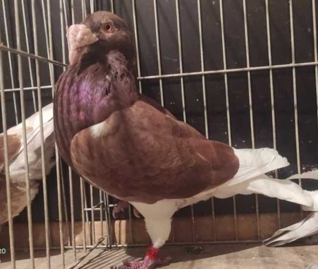 Gołębie staropolskie samce