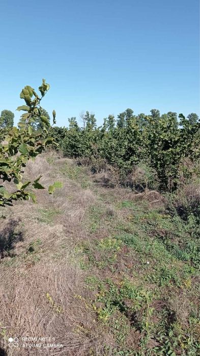 Продам сад фундука з земельною ділянкою