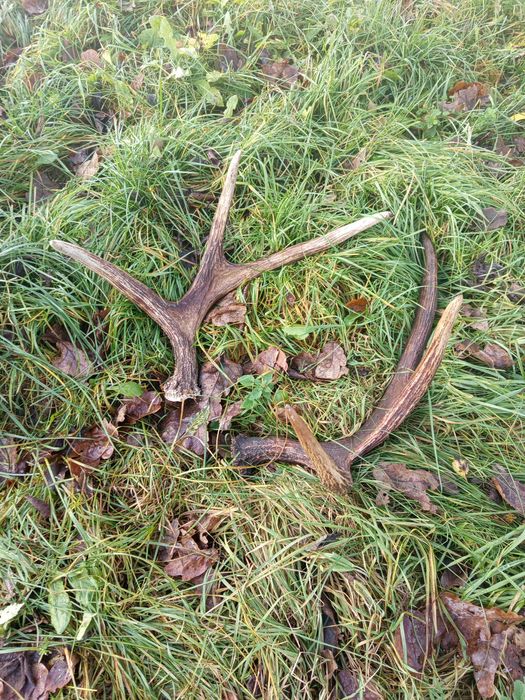 Poroże/ łopaty Łosia