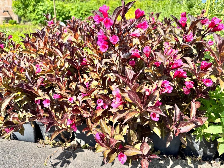Krzewuszka cudowna 'Alexandra' (Weigela florida) Doniczka 2.0L