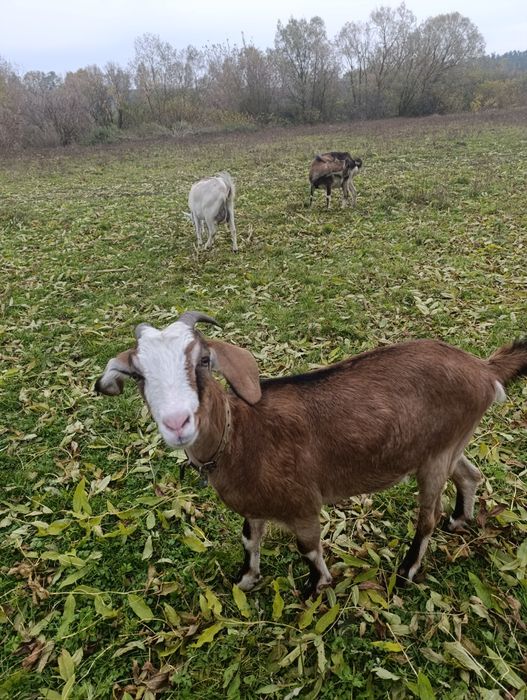 Продаю кози альпійська та нубійська порода