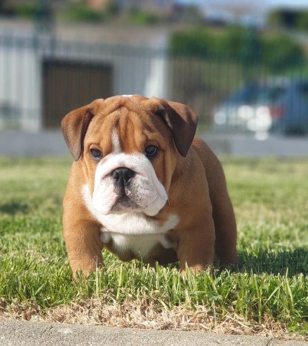 bulldog. inglês ingles