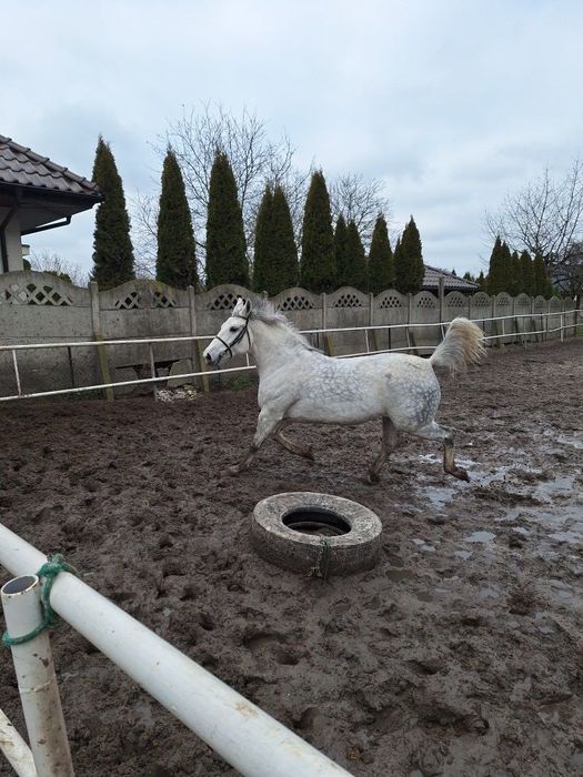Sprzedam klacz śląską o imieniu Rozalka