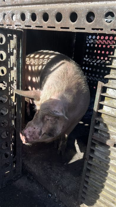 Свиня на заріз всі деталі за телефоном