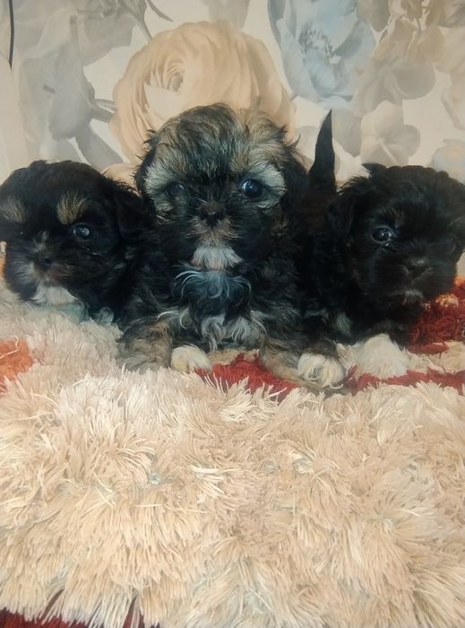 Sprzedam suczkę Shih TZU