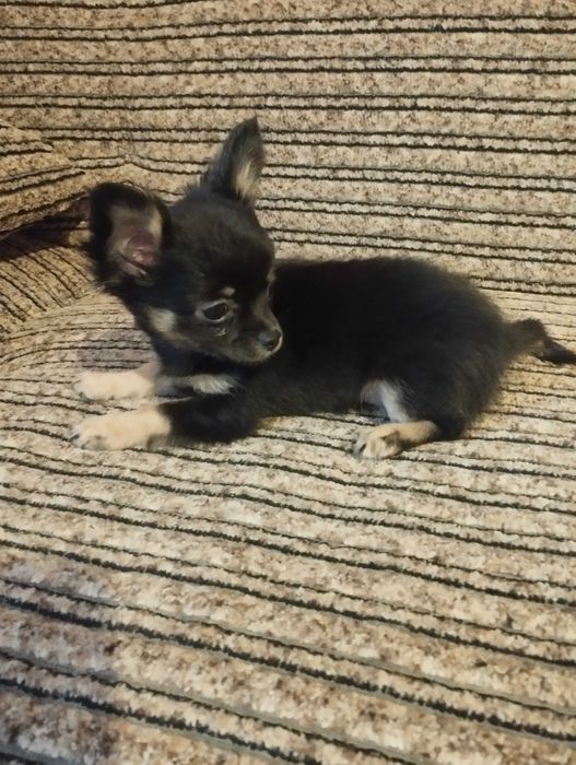 Chihuahua długowłosa suczka