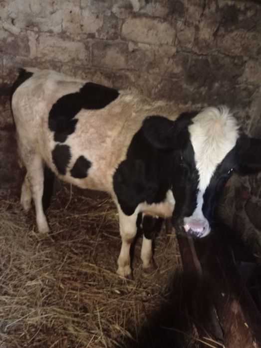 Телиця спарована від доброї корови