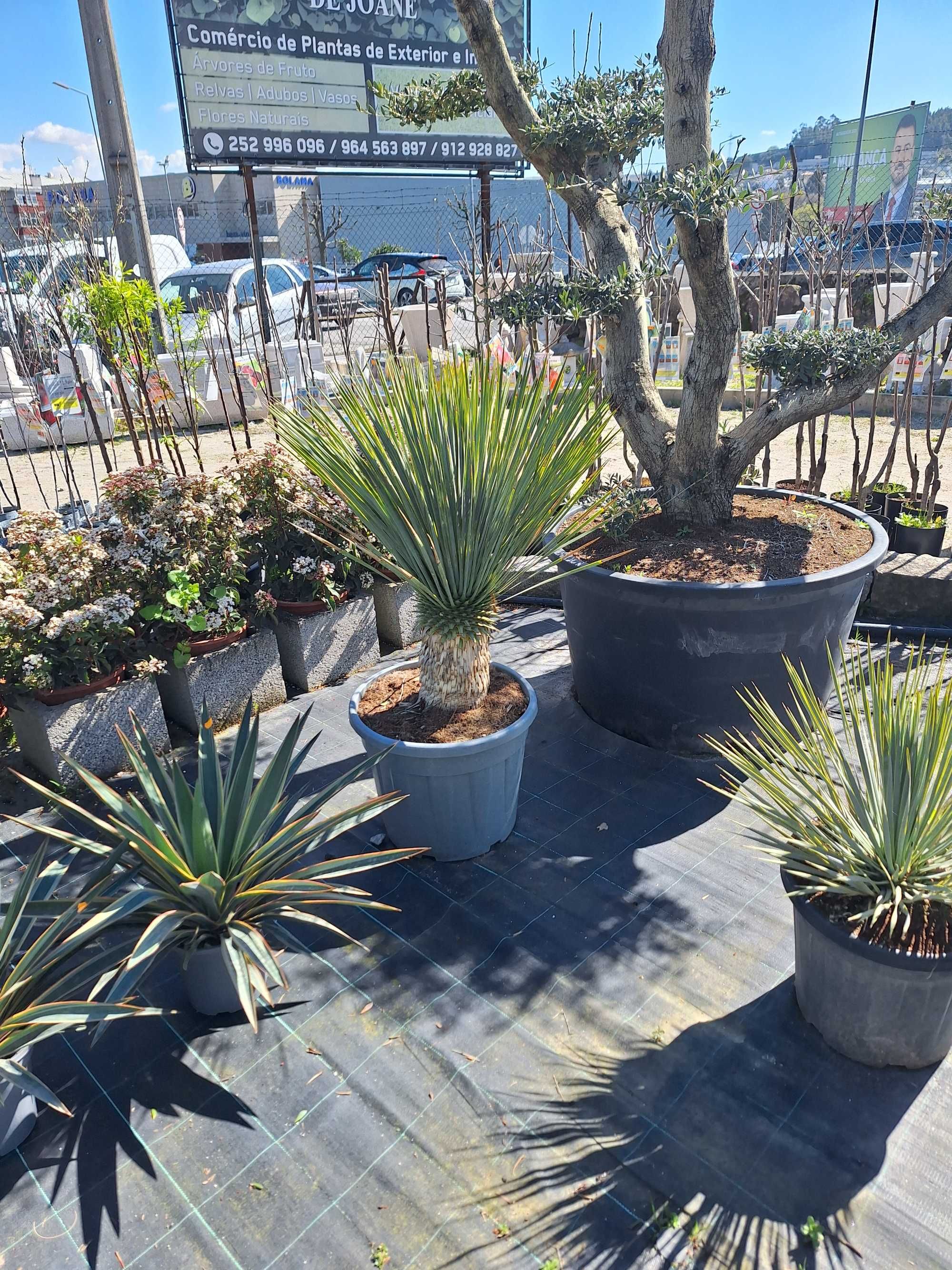 Planta Yucca rostrata