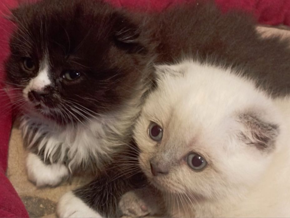 Продам шотланских котиков