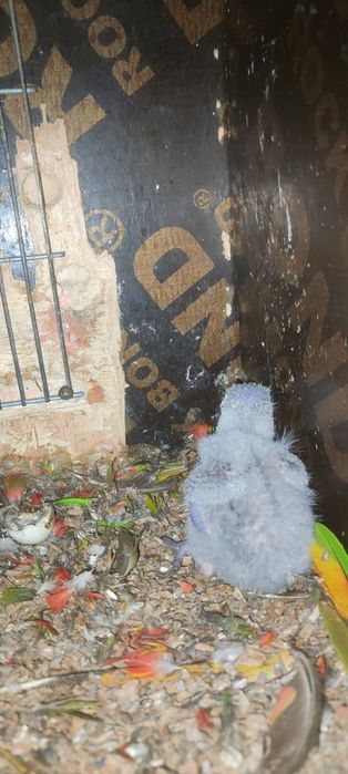 Loris arco iris molucanos