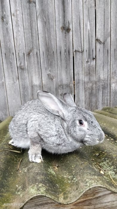 Кролики Самці Ексклюзивні