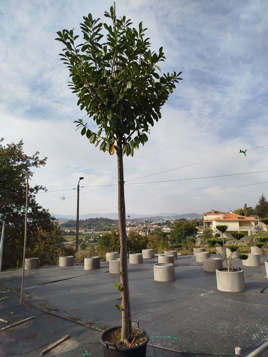 Planta Prunus Laurocerasus Novita 14-16