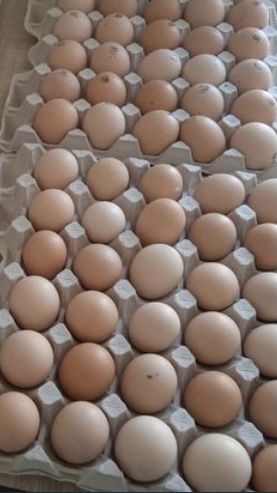 Инкубационные яйца Редбро