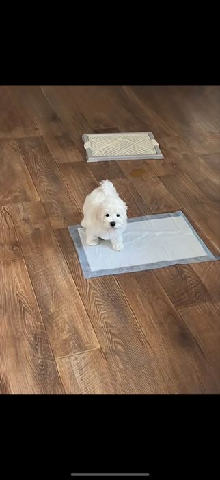 ТЕДДІ Мальтіпу ‼️ мальтипу (можна вигулювати,)