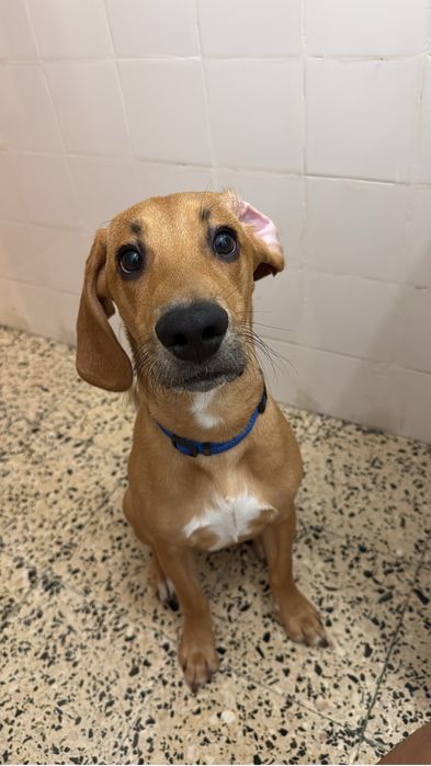 Beagle/Rafeiro 8 meses e com todas as vacinas em dias.