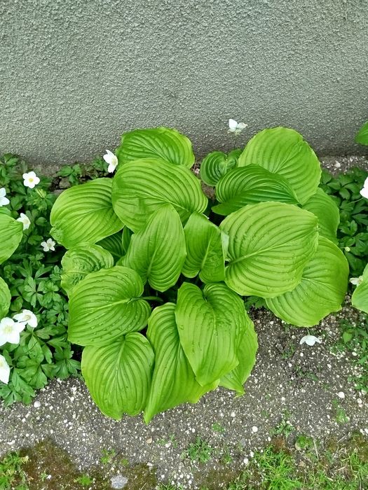 Хосты гвоздика водозбip