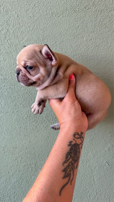 Menino BulldogFrances