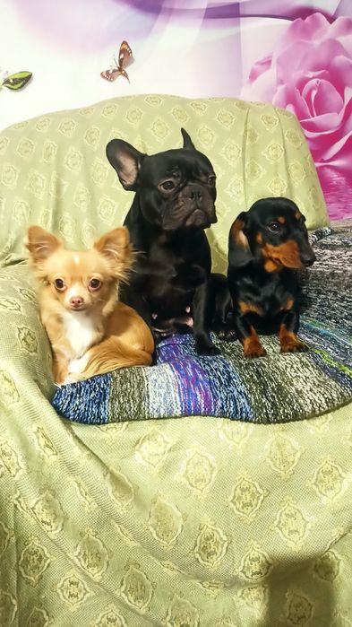 Хлопчики французи.