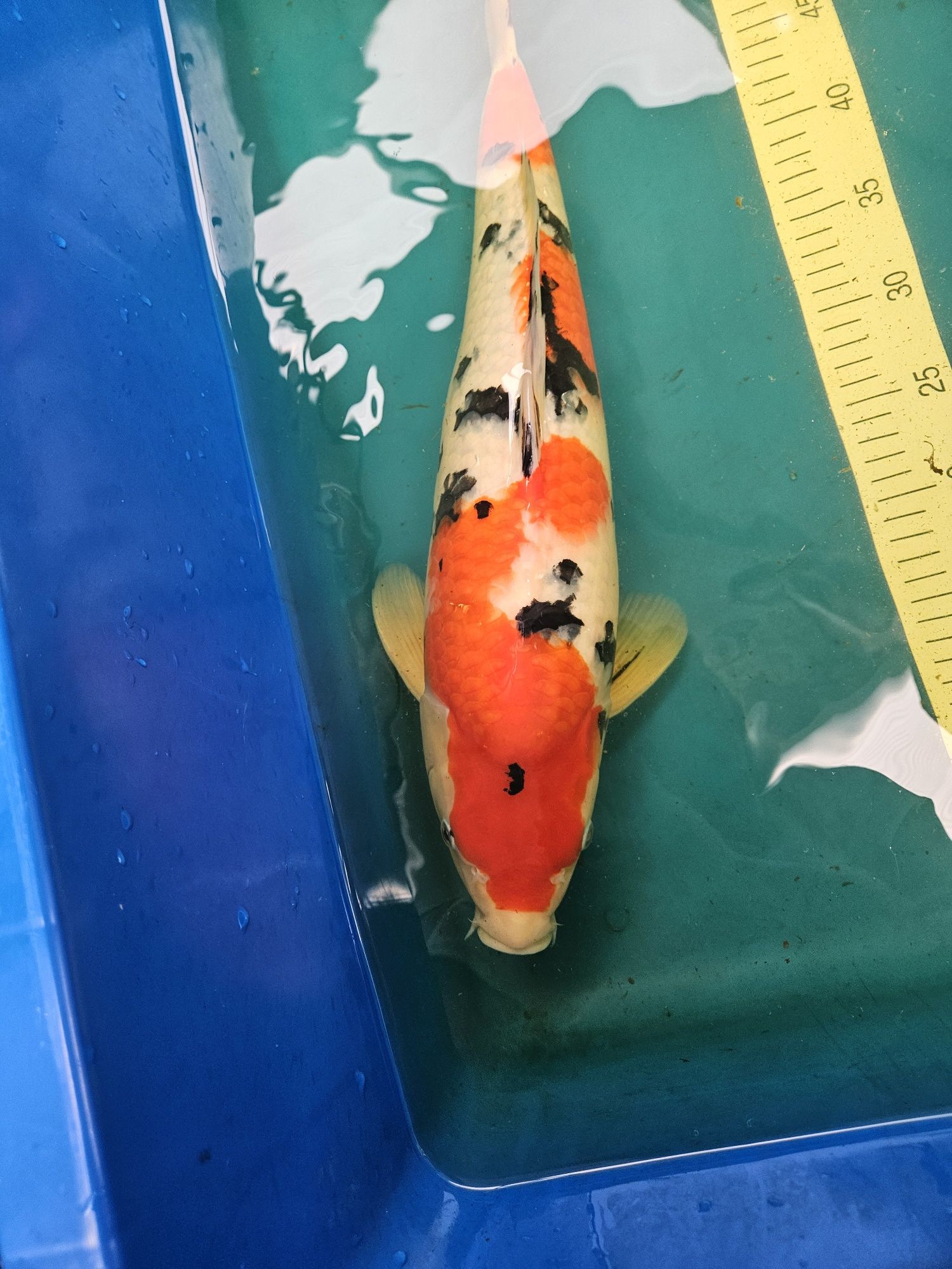 Carpa Koi - SANKE NISAI SAKAI 52CM