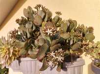 Estacas com raíz de Crassula arborescens "Ripple Jade"