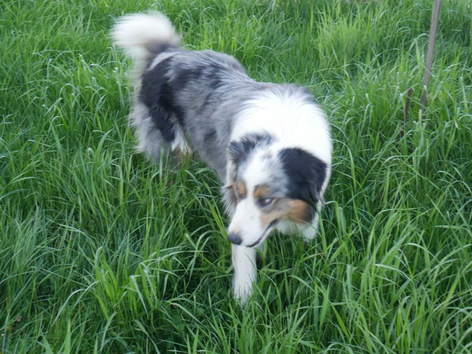 Border Collie chłopak