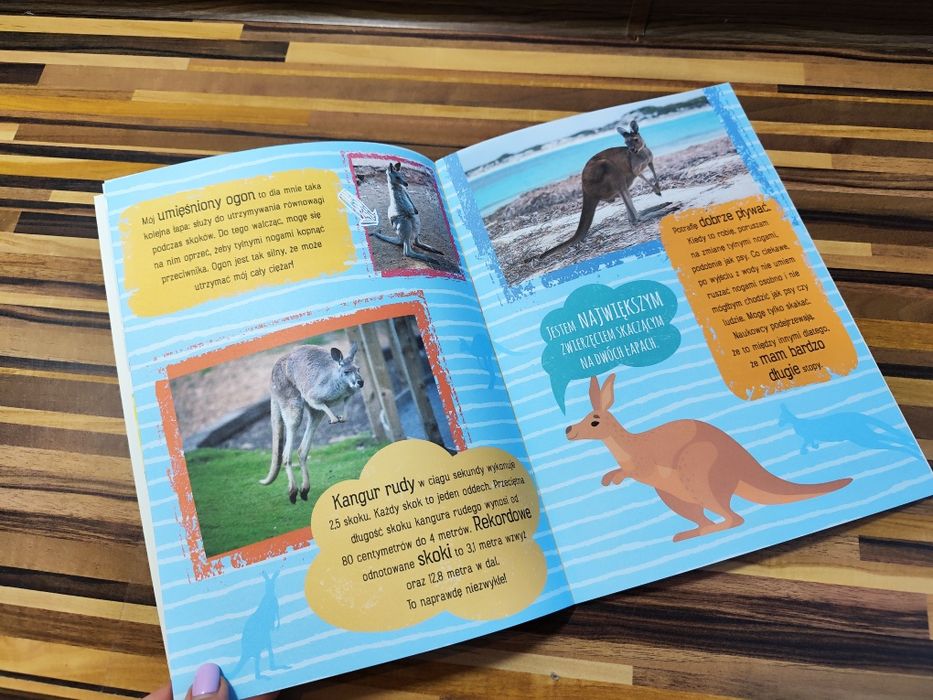 Poznajmy się Kangur, symbol Australii  Książeczka z naklejkami