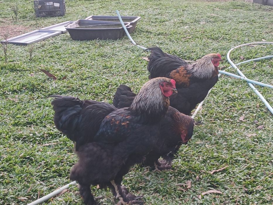 Galinhas  ,galos  brahmas