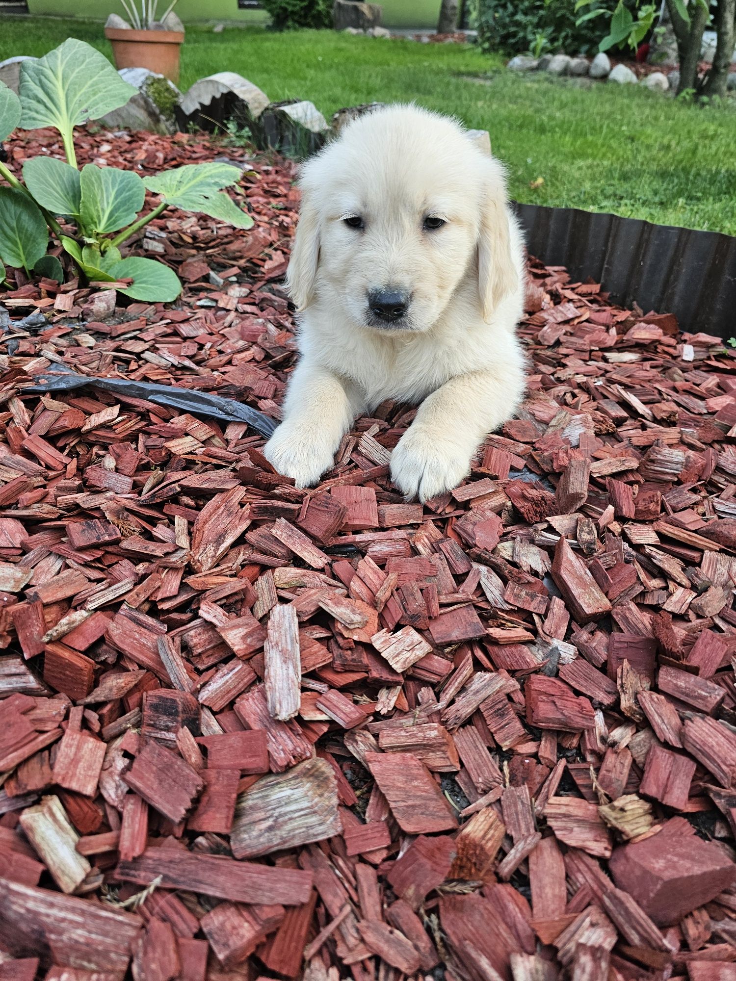 Golden Retriever szczeniak