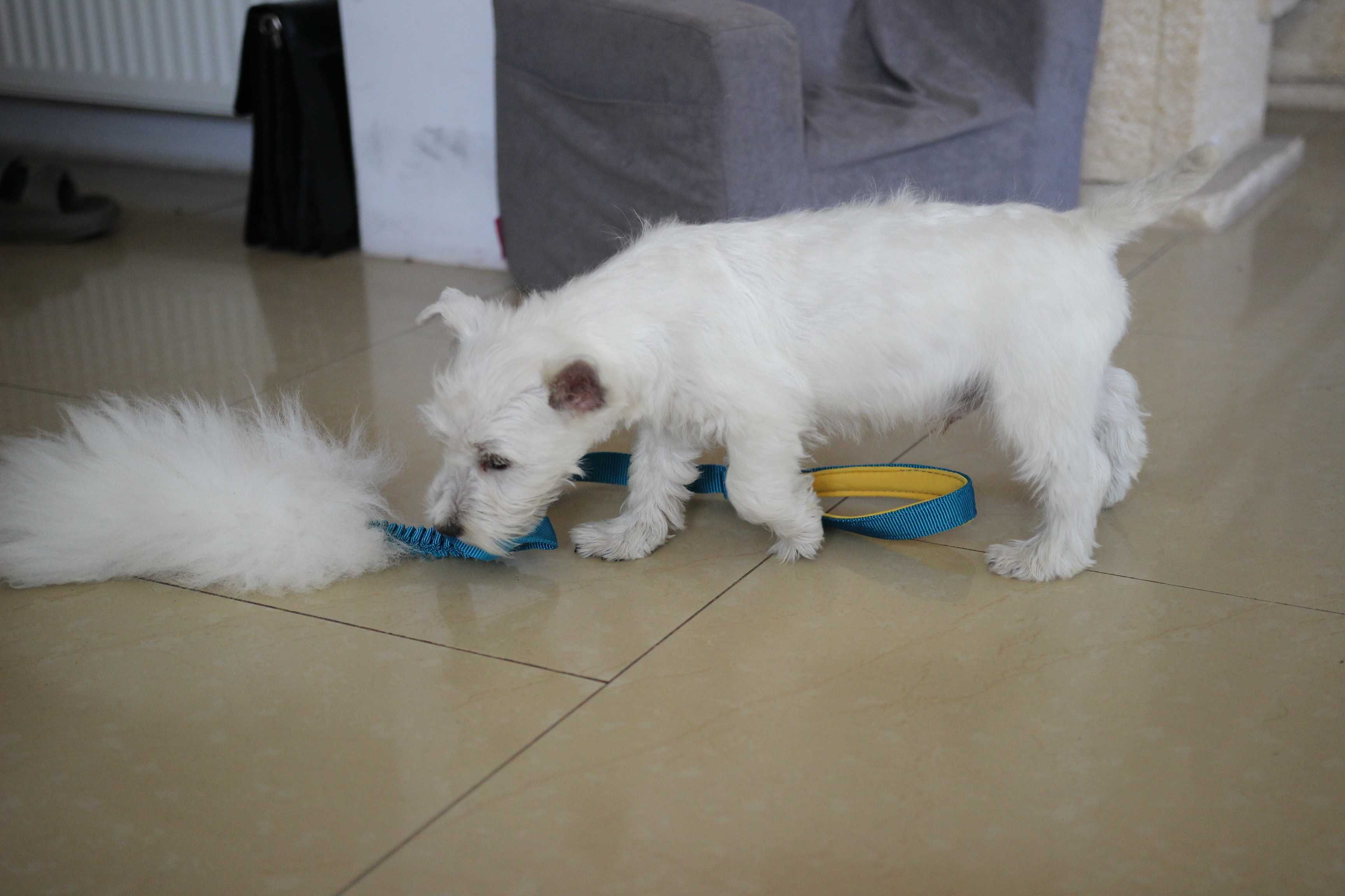 Pies West Highland White Terrier FCI/ZKwP
