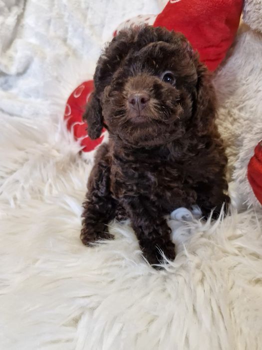 **KAJA**suczka pudel toy/miniatura choco zarezerwowana