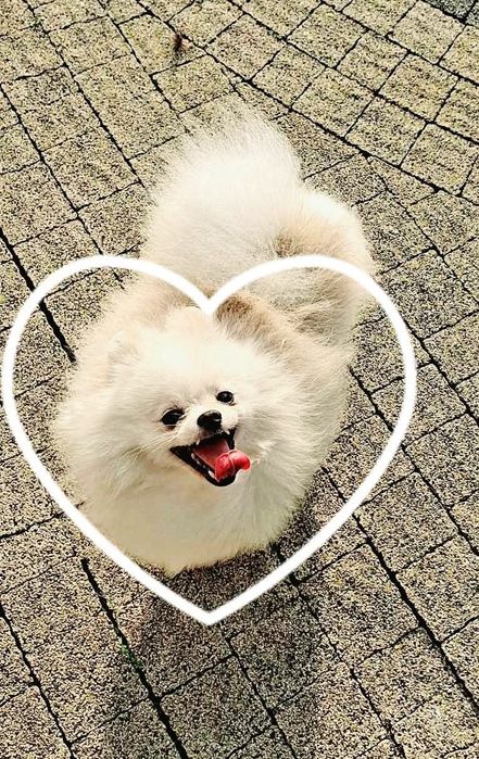 Szpic miniaturowy pomeranian zkwp FCI  mikro sunia