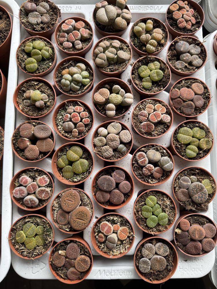 Литопси літопси літопс литопсы lithops живые камни