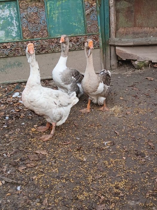 Продам сім'ю гусей