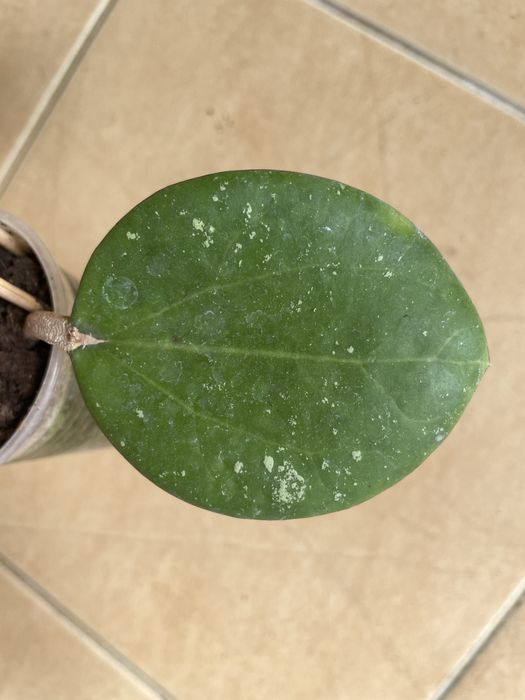 Хойя Loyceandrewsiana