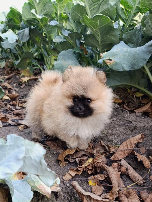 Szpic miniaturowy pomeranian piesek