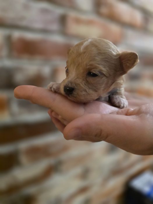 Maltipoo f1  xss piesek do rezerwacji!!!