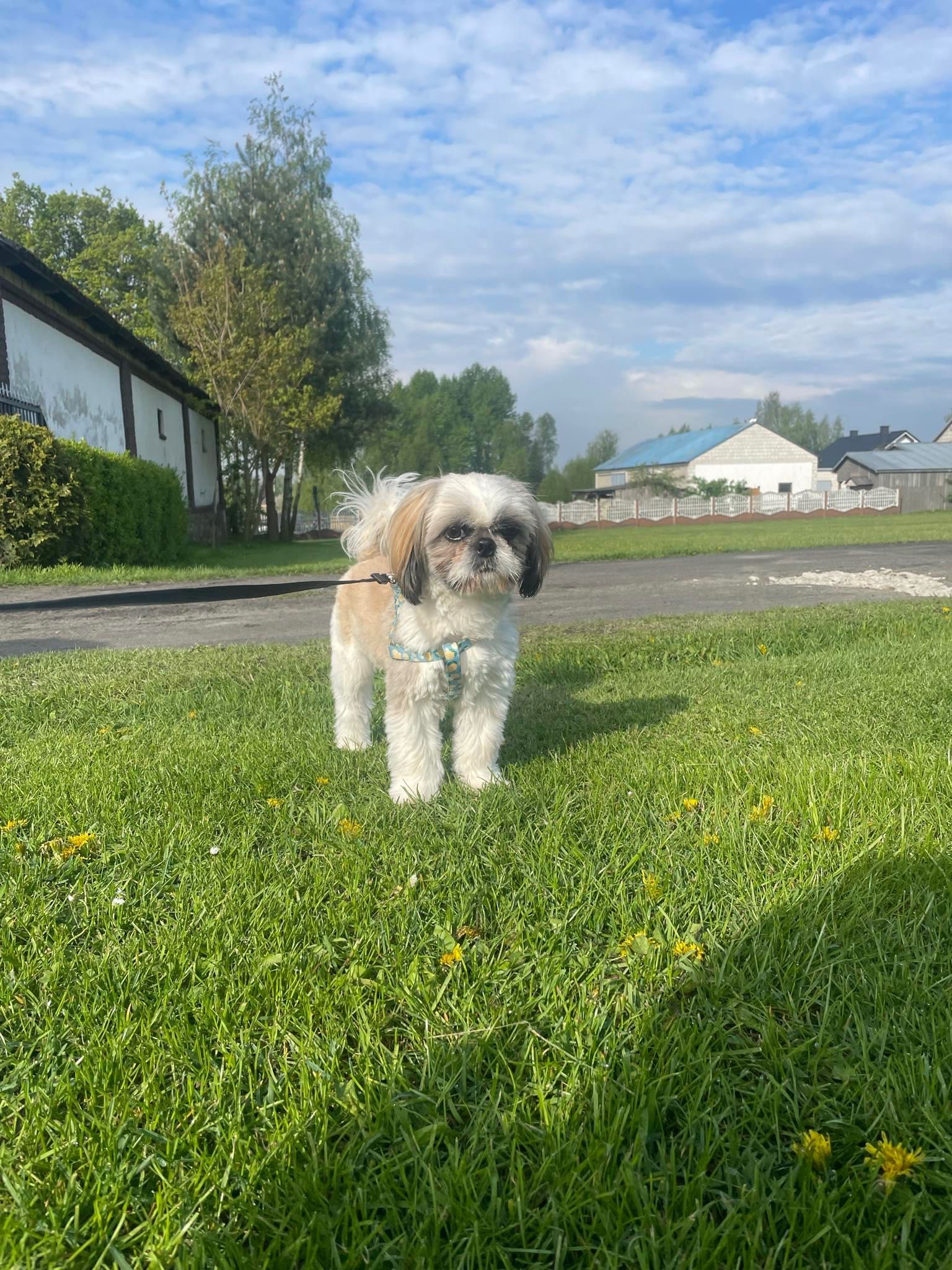 Reproduktor Shih tzu z rodowodem
