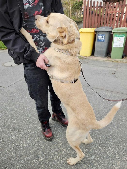 BREGUŚ pies w typie labradora o gołębim sercu szuka domu