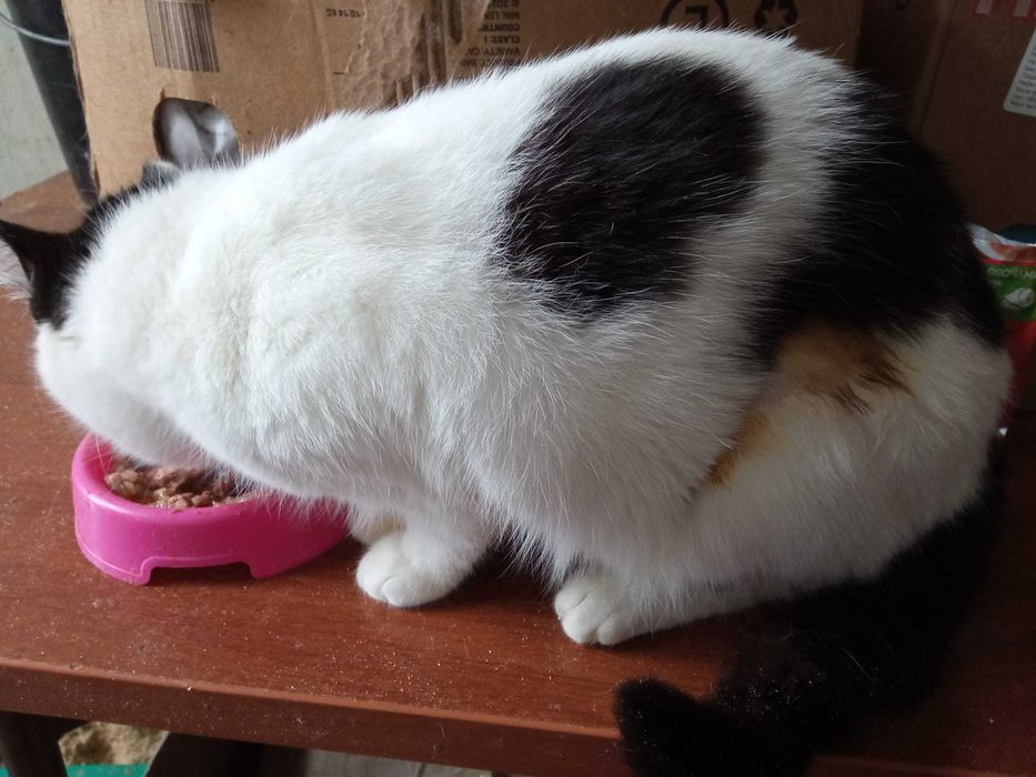 Меліса з зони бойових дій. Подаруйте їй дім!