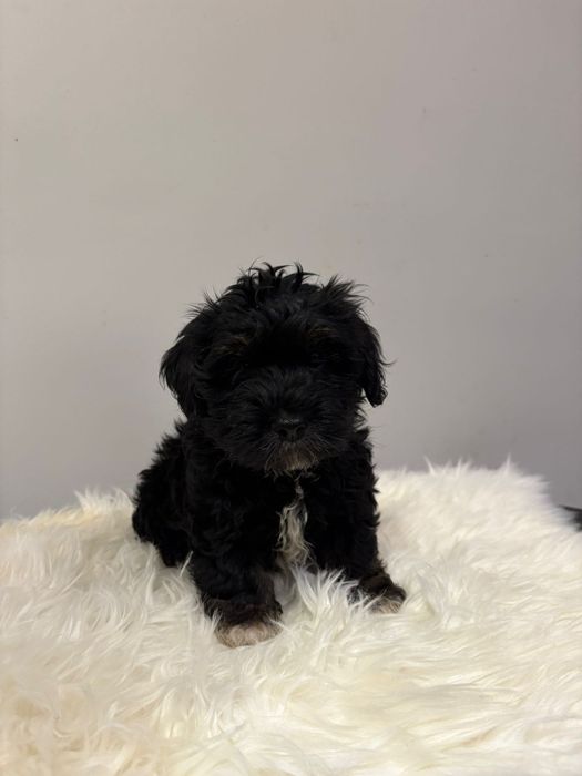 Piękny piesek-Ziomek