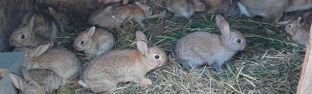 Dzikie kròliki PROMOCJA! pod zasiedlenie