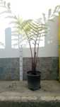 Planta Feto arbóreo