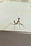 Modliszka Pseudempusa pinnapavonis L2/L3