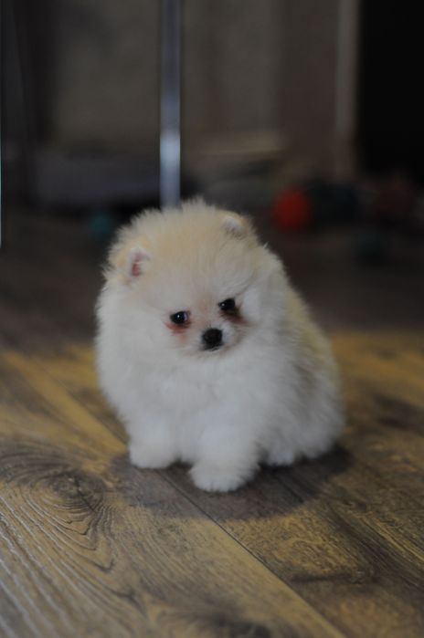 Белоснежные и крем, шикарные VIP мишки. Нереальные, как из мультика)