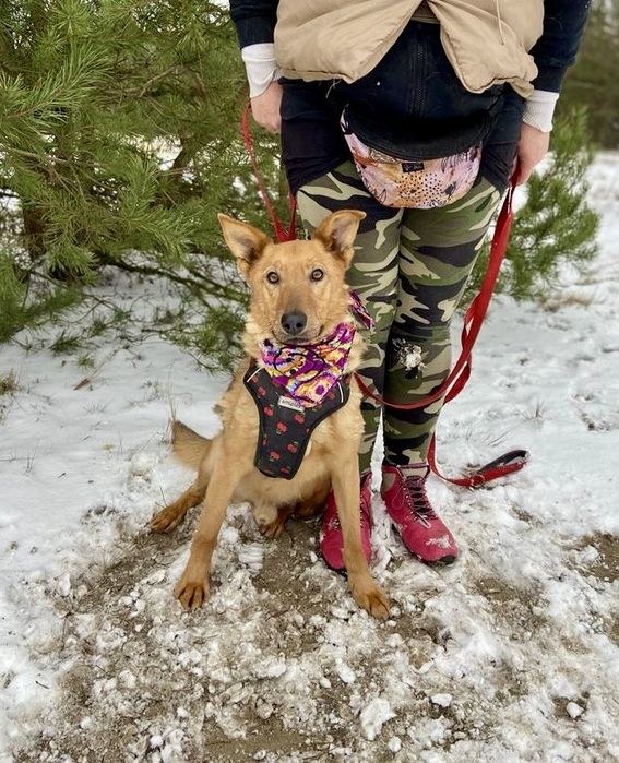 Vigo - znaleziony ze sznurkiem od snopowiązałki na szyi do adopcji