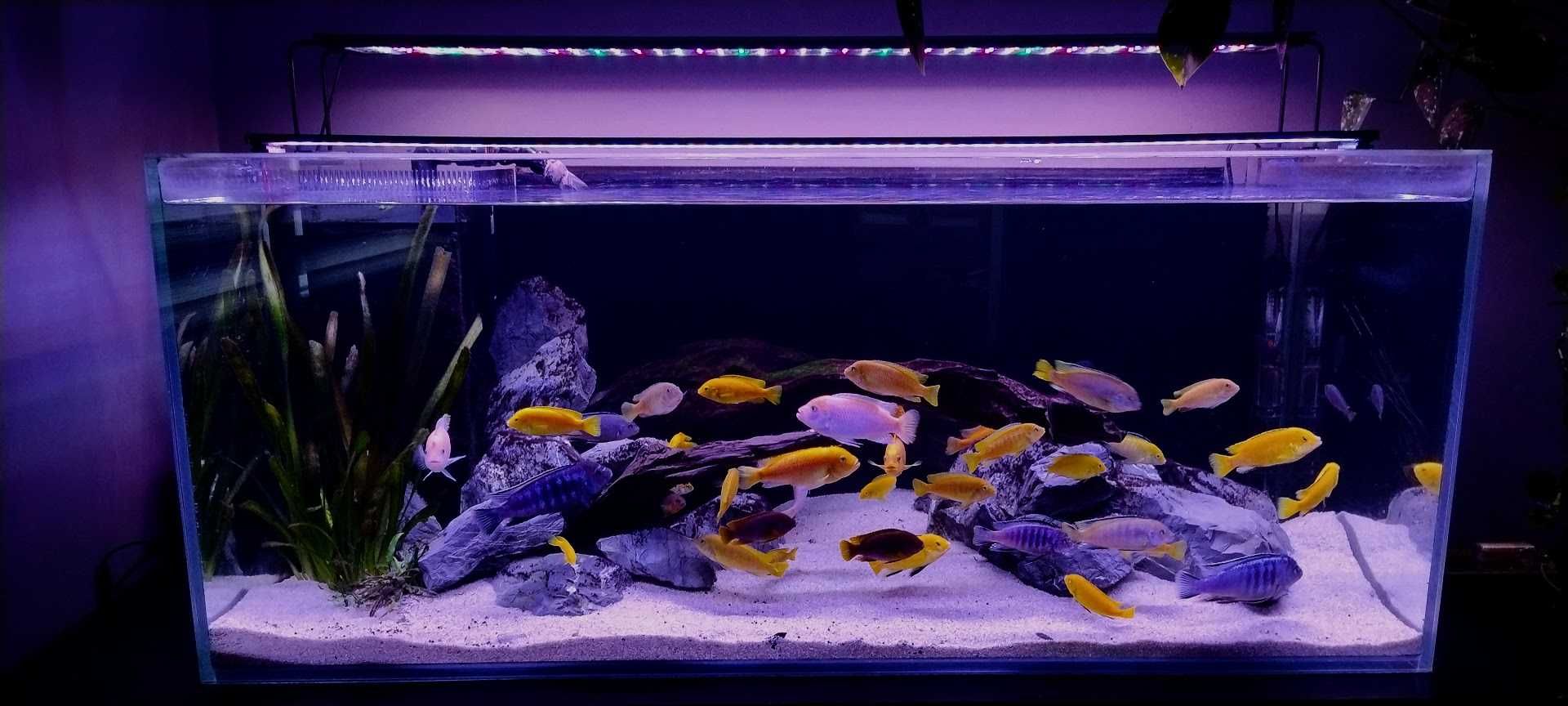 Akwarium  300l komplet pilnie