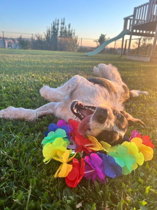 Cãozinho jovem para adoção responsável