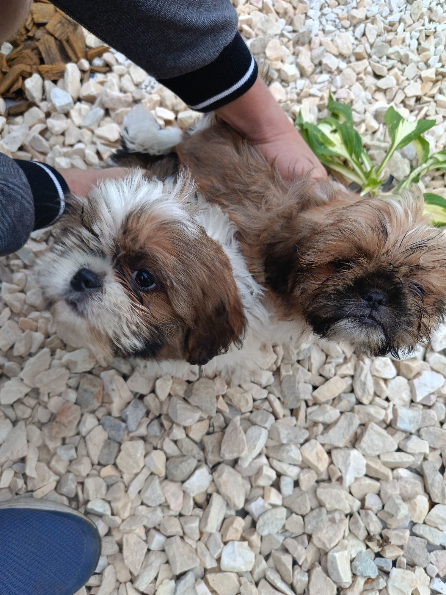 Piesek i suczka Shih tzu